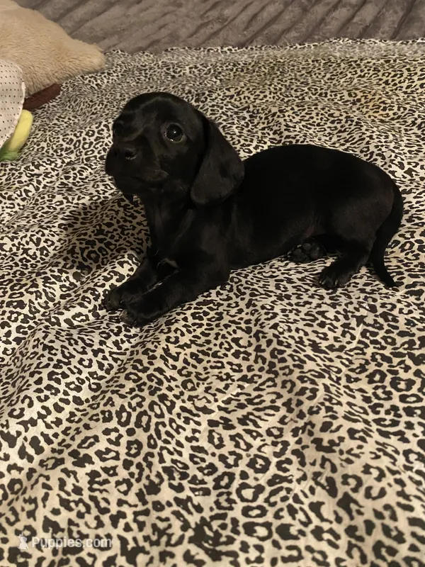 Sasha – Miniature Dachshund puppy for sale in Saluda, SC
