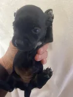 Sasha, a female Miniature Dachshund for sale in Saluda, SC – Photo 4 of 6