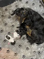 Dolly, a female Miniature Dachshund for sale in Saluda, SC – 8 of 9