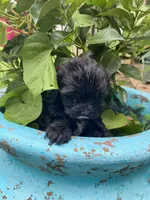 Kerri, a female Shihpoo for sale in Saluda, SC – 3 of 7