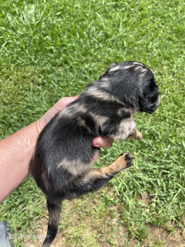 Dolly – Miniature Dachshund puppy on hold in Saluda, SC
