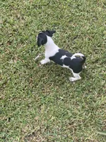 Lila , a female Miniature Dachshund for sale in Saluda, SC – 2 of 9