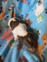 Gracie, a female Miniature Dachshund for sale in Saluda, SC – 9 of 9
