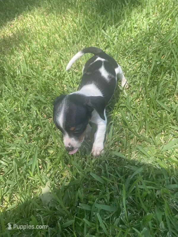 Lila  – Miniature Dachshund puppy for sale in Saluda, SC