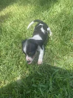 Lila , a female Miniature Dachshund for sale in Saluda, SC – 1 of 5