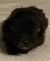 Karla, a female Shihpoo for sale in Saluda, SC – 5 of 7