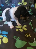 Mocha , a female Miniature Dachshund for sale in Saluda, SC – 3 of 6