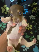 Gracie, a female Miniature Dachshund for sale in Saluda, SC – 2 of 5