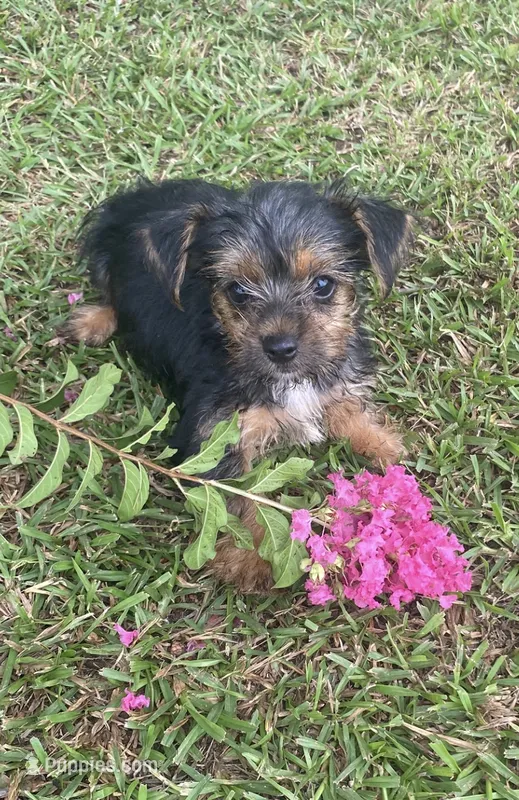 Rascal – Yorkshire Terrier puppy for sale in Saluda, SC