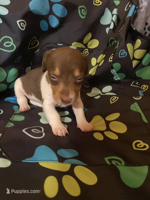 Coco – Miniature Dachshund puppy for sale in Saluda, SC