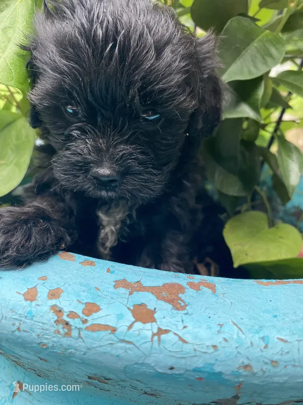 Kerri – Shihpoo puppy for sale in Saluda, SC