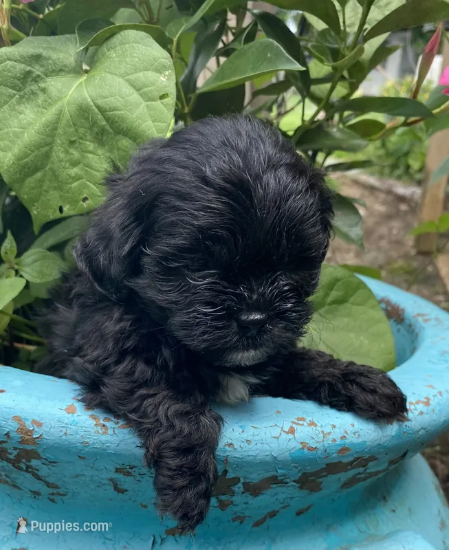 Cooper – Shihpoo puppy for sale in Saluda, SC