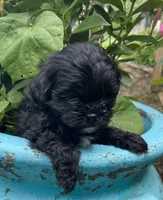 Cooper, a female Shihpoo for sale in Saluda, SC – 1 of 7