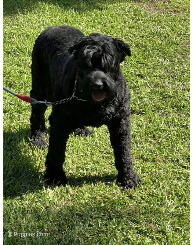 Maxwell – Giant Schnauzer puppy for sale in Saluda, SC