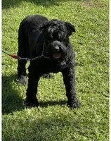 Maxwell, a male Giant Schnauzer for sale in Saluda, SC – 1 of 1