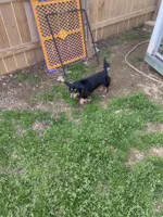 Daisy, a female Miniature Dachshund for sale in Saluda, SC – 9 of 9