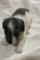 Diesel , a male Miniature Dachshund for sale in Saluda, SC – 8 of 9