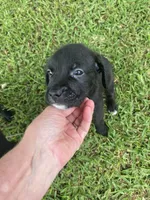Diesel , a male American Pit Bull Terrier and Miniature Goldendoodle for sale in Saluda, SC – 4 of 5