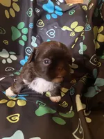 Cocoa, a male Shih Tzu for sale in Saluda, SC – 5 of 8