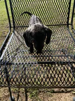 Lizzy Mae, a female Miniature Dachshund for sale in Saluda, SC – Photo 5 of 9