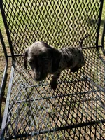 Lizzy Mae, a female Miniature Dachshund for sale in Saluda, SC – Photo 7 of 9
