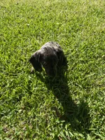 Lizzy Mae, a female Miniature Dachshund for sale in Saluda, SC – Photo 4 of 9