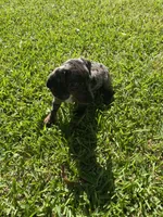 Lizzy Mae, a female Miniature Dachshund for sale in Saluda, SC – Photo 3 of 9