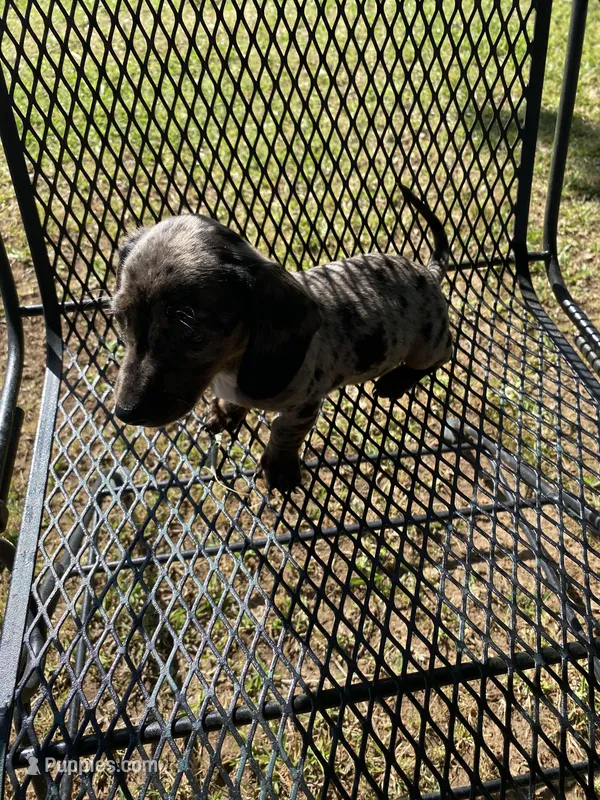 Lizzy Mae, a female Miniature Dachshund for sale in Saluda, SC – Photo 1 of 9