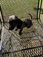 Lizzy Mae, a female Miniature Dachshund for sale in Saluda, SC – Photo 1 of 9