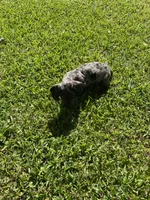 Lizzy Mae, a female Miniature Dachshund for sale in Saluda, SC – Photo 8 of 9