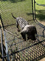 Lizzy Mae, a female Miniature Dachshund for sale in Saluda, SC – Photo 2 of 9