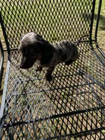 Lizzy Mae, a female Miniature Dachshund for sale in Saluda, SC – Photo 6 of 9