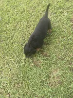 Bernard, a male American Pit Bull Terrier and Miniature Goldendoodle for sale in Saluda, SC – 3 of 5