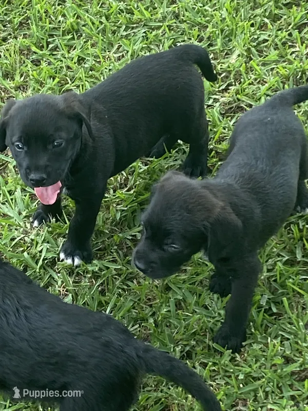Lenex – American Pit Bull Terrier, Miniature Goldendoodle puppy for sale in Saluda, SC