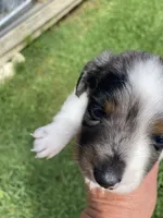 Diesel , a male Miniature Dachshund for sale in Saluda, SC – 5 of 9