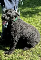 Ginger, a female Giant Schnauzer for sale in Saluda, SC – 1 of 1