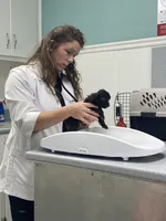 Kerri, a female Shihpoo for sale in Saluda, SC – 7 of 7