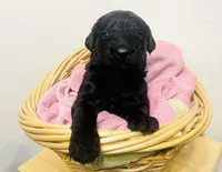 Portia, a female Schnoodle for sale in Pleasanton, TX – Photo 7 of 9