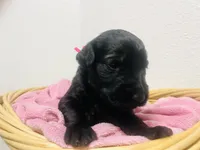 Portia, a female Schnoodle for sale in Pleasanton, TX – Photo 1 of 9