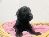 Portia, a female Schnoodle for sale in Pleasanton, TX – Photo 2 of 9