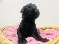 Portia, a female Schnoodle for sale in Pleasanton, TX – Photo 8 of 9