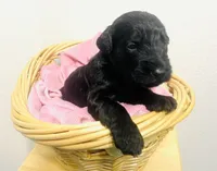 Portia, a female Schnoodle for sale in Pleasanton, TX – Photo 9 of 9