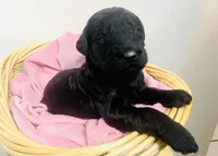 Portia, a female Schnoodle for sale in Pleasanton, TX – Photo 6 of 9