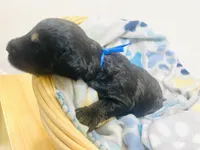 Rupert Dior, a male Schnoodle for sale in Pleasanton, TX – Photo 9 of 10