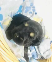 Rupert Dior, a male Schnoodle for sale in Pleasanton, TX – Photo 7 of 10