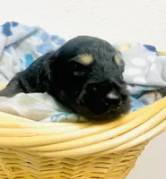 Rupert Dior, a male Schnoodle for sale in Pleasanton, TX – Photo 10 of 10