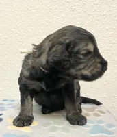 Laurent, a male Schnoodle for sale in Pleasanton, TX – Photo 3 of 7