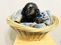 Laurent, a male Schnoodle for sale in Pleasanton, TX – Photo 5 of 7