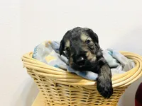 Laurent, a male Schnoodle for sale in Pleasanton, TX – Photo 4 of 7