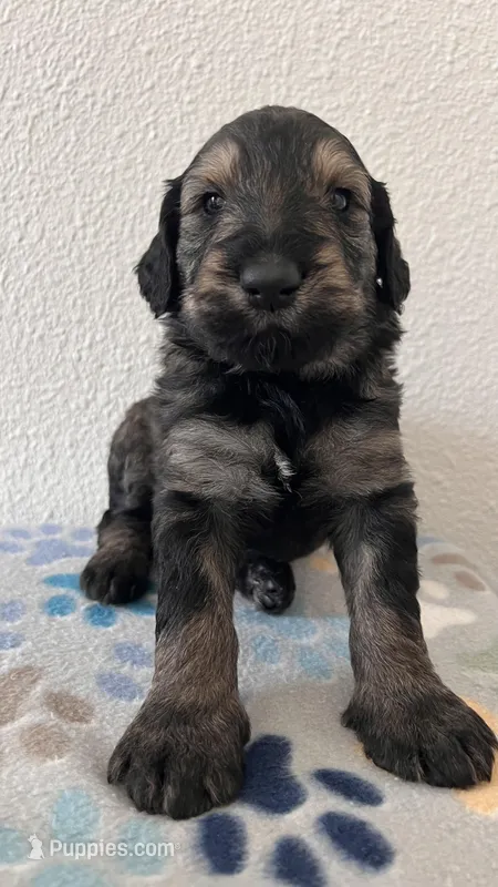 Laurent, a male Schnoodle for sale in Pleasanton, TX – Photo 1 of 7